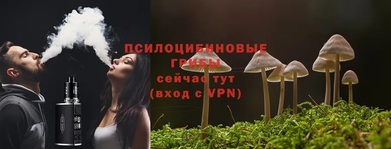 Псилоцибиновые грибы Psilocybe  Егорьевск 