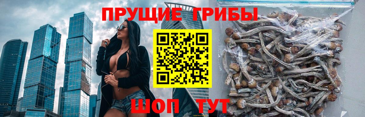 Галлюциногенные грибы Psilocybe Егорьевск